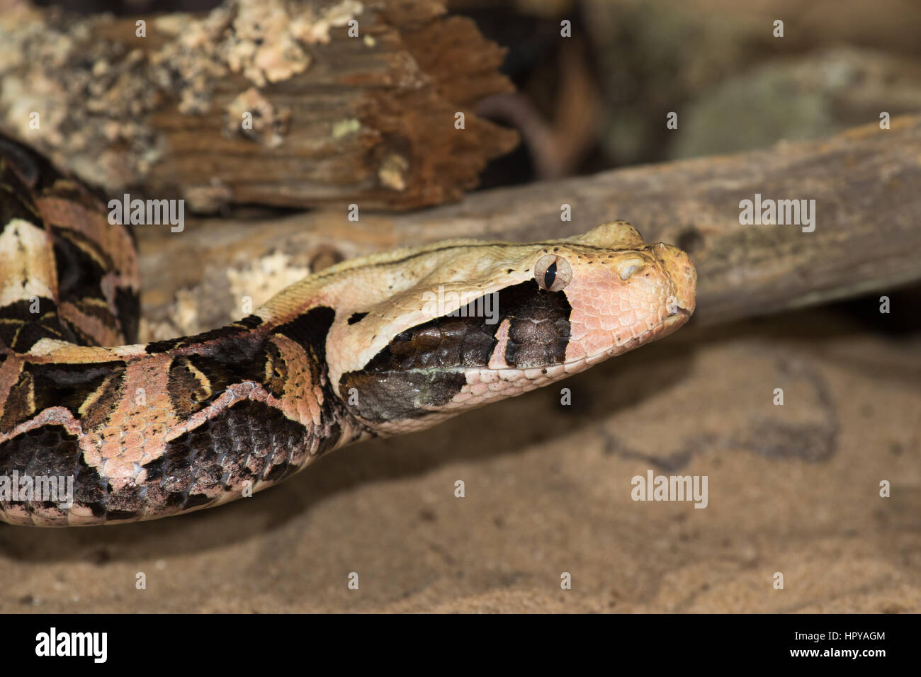 Gaboon Viper (Bitis gabonica) Foto Stock