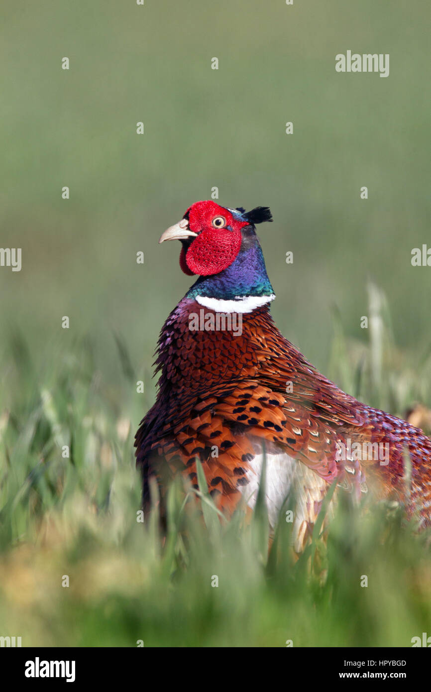 Pheasant Phasianus colchicus maschio nel piumaggio di allevamento Foto Stock