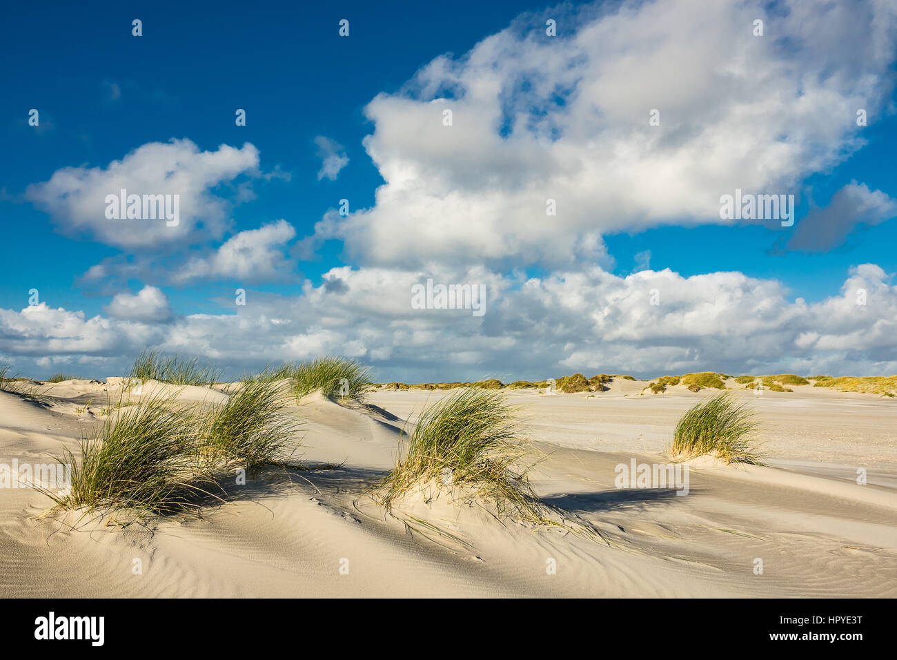 Dune sulla costa del Mare del Nord dell'isola Amrum, Germania. Foto Stock