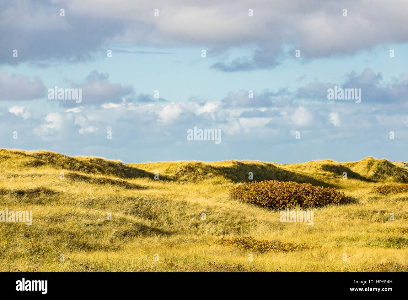 Dune sulla costa del Mare del Nord dell'isola Amrum, Germania. Foto Stock