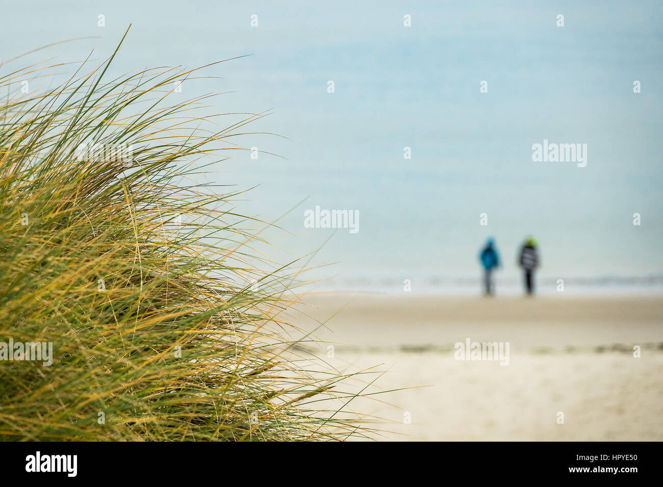 Dune sulla costa del Mare del Nord dell'isola Amrum, Germania. Foto Stock