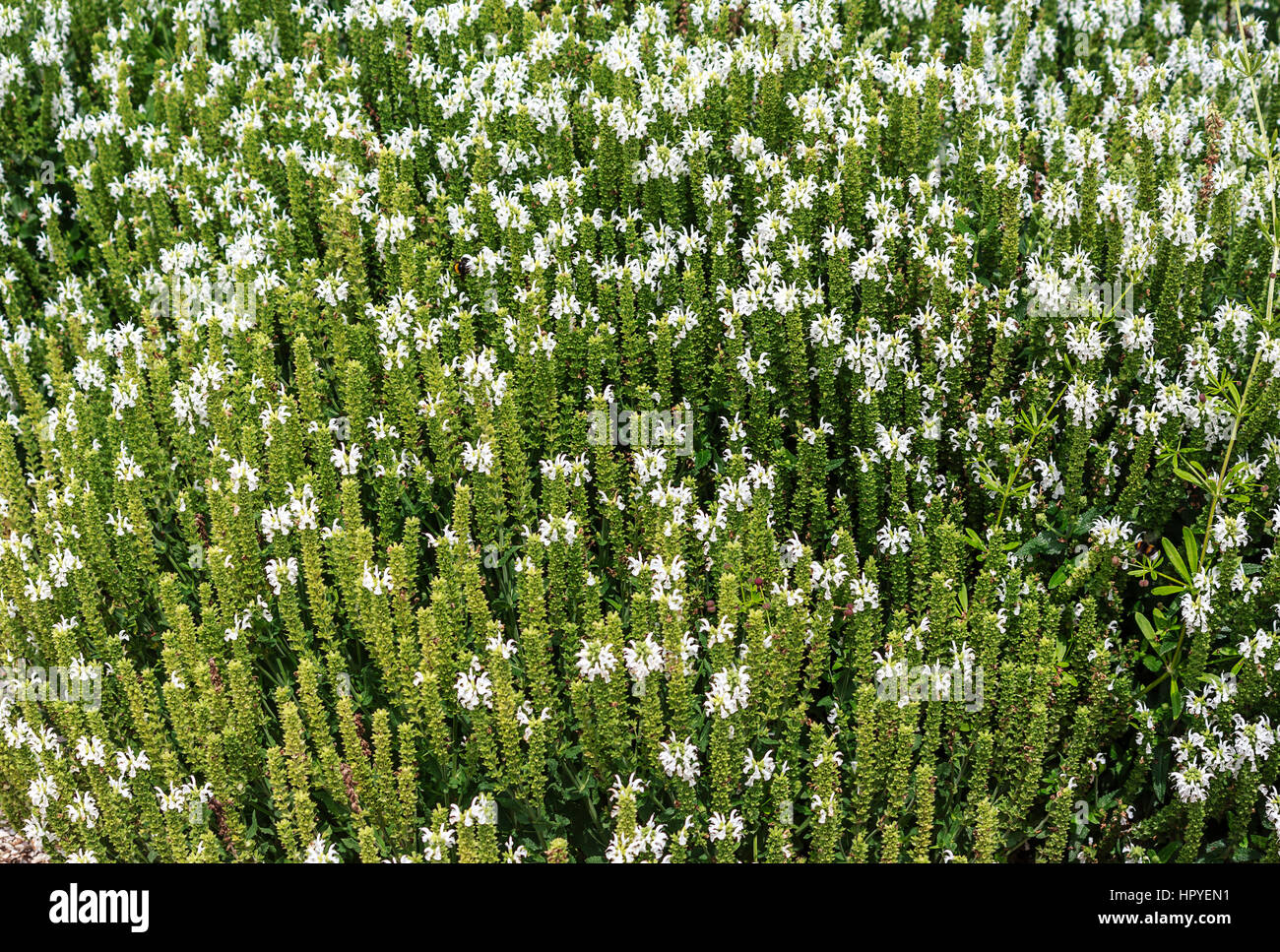 Fioritura bianco erba gatta (Nepeta faassenii) noto anche come nepitella Foto Stock