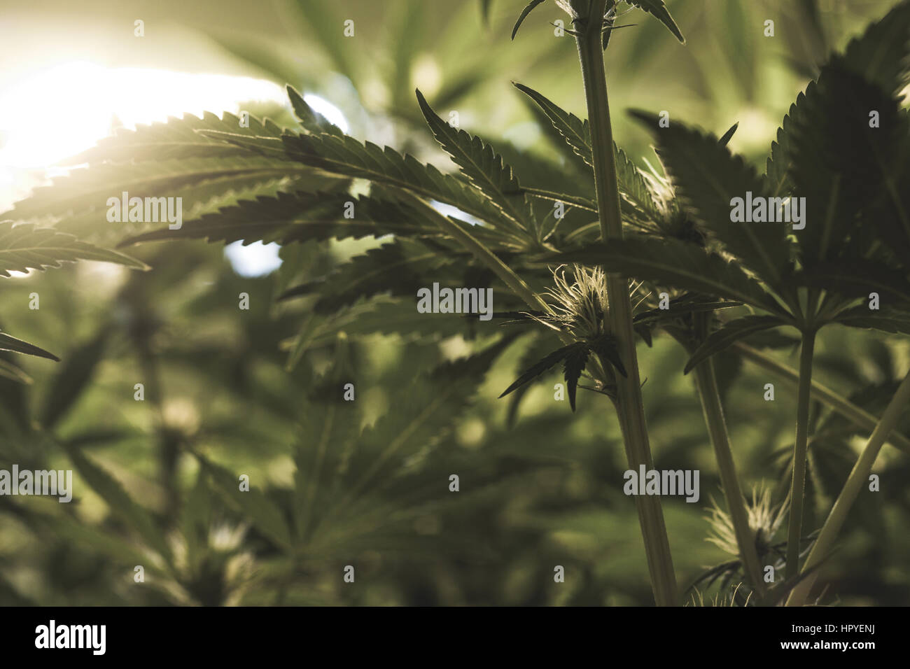 Una chiusura del molto giovani e lo sviluppo di fioritura di boccioli di cannabis in un atto giuridico indoor marijuana crescere facility Foto Stock