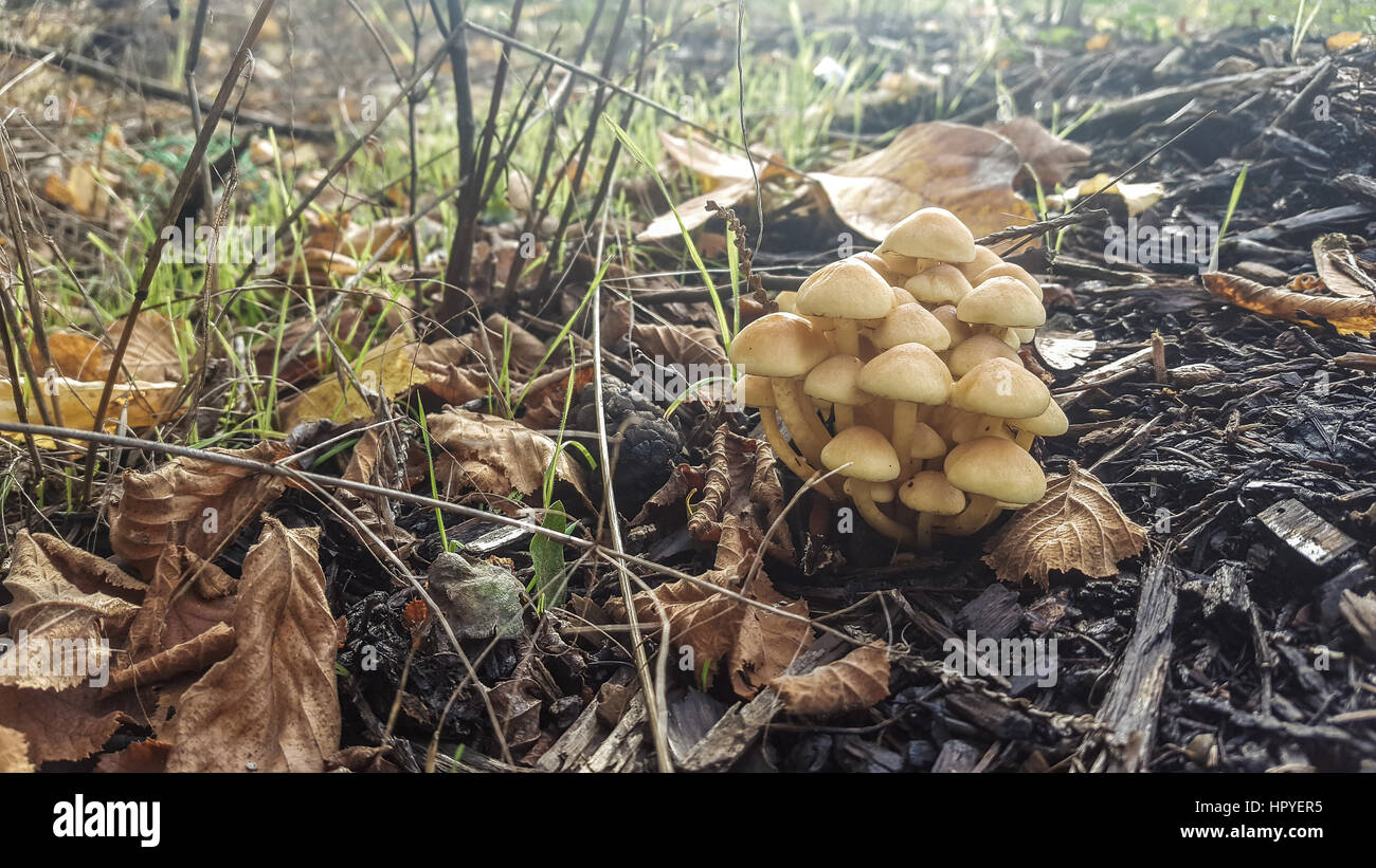 Un cluster di funghi crescono insieme tra erba e corteccia chip sul piano di un bosco di latifoglie Foto Stock