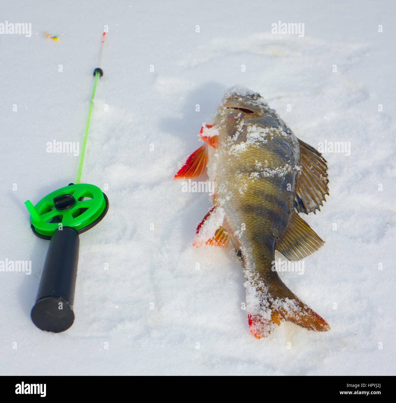 In inverno la pesca sul ghiaccio pesce persico e asta Foto Stock