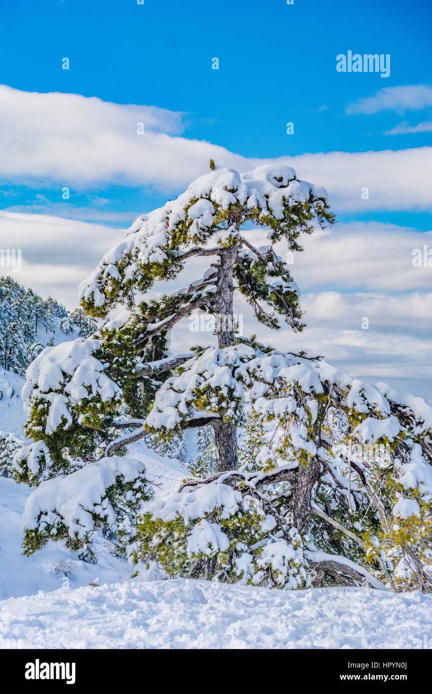 Inverno mountan e foresta di scena in Turchia,montagne vicine costa mediterranea fethiye antalya, albero di natale Foto Stock