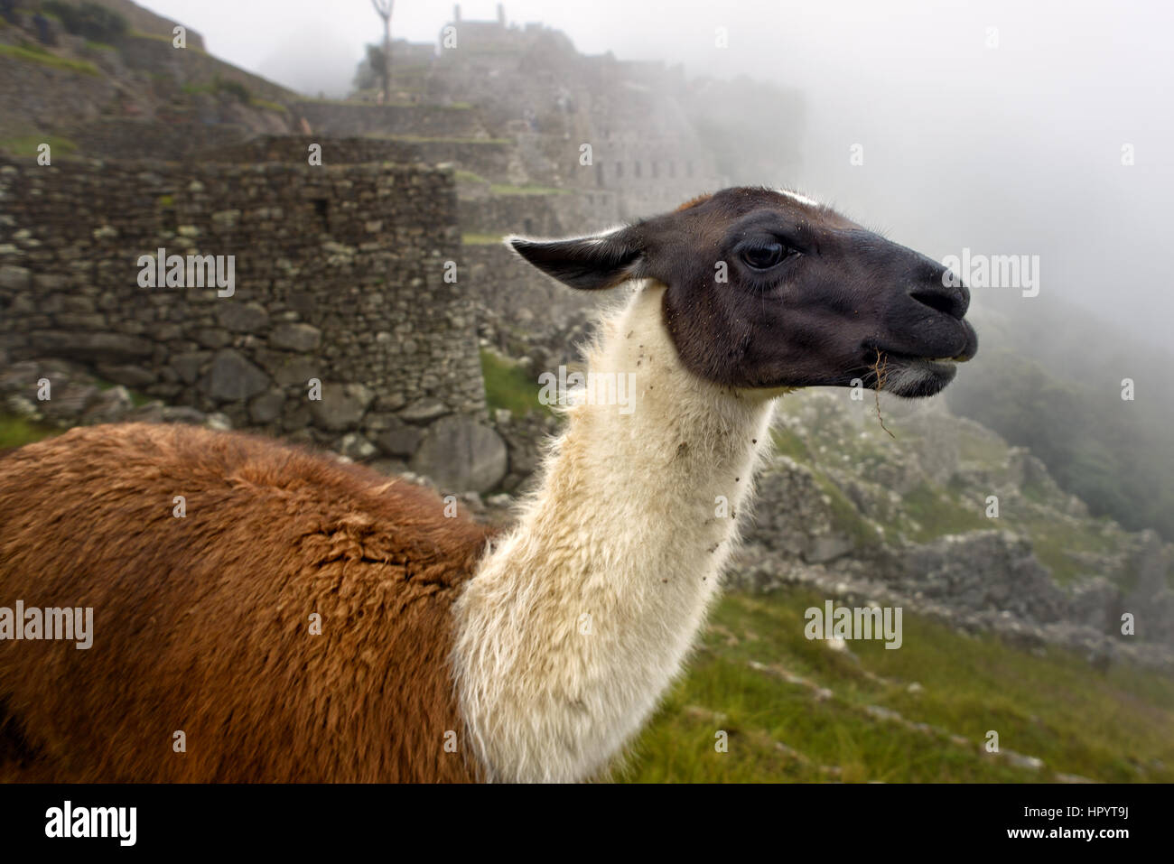 Llama nell'antica città di Machu Picchu, Perù. Foto Stock