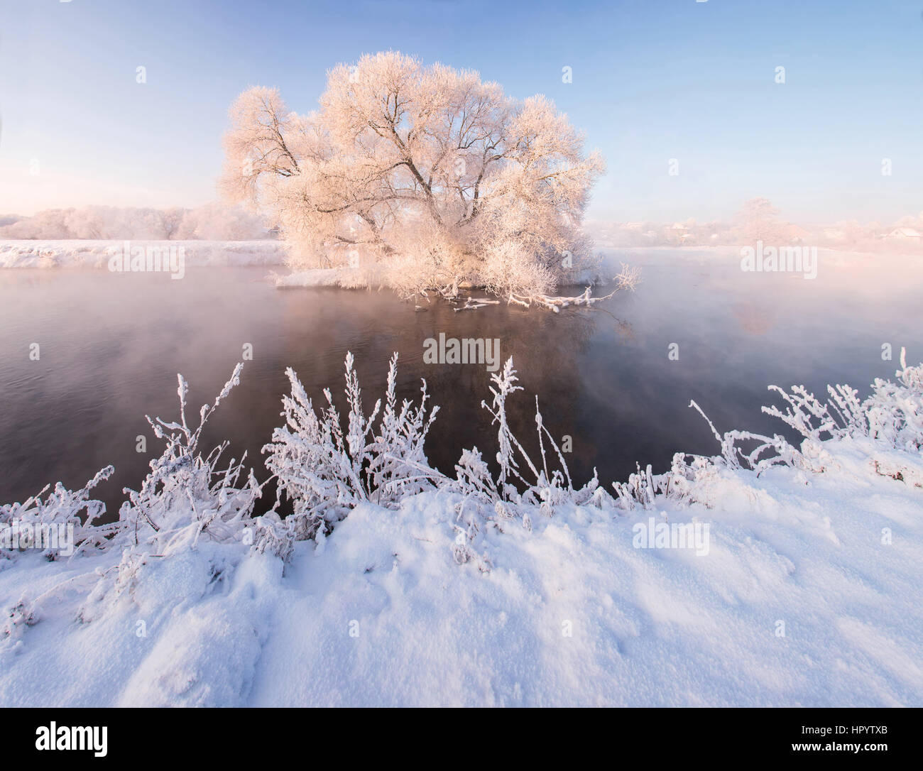 Blue sky giornata soleggiata con albero bianco illuminato dal sole che sorge Foto Stock