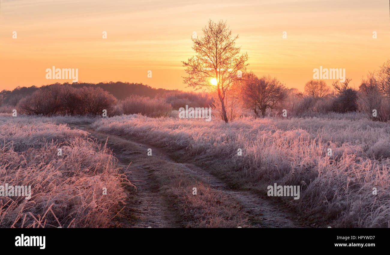 Inverno il sole splende sul campo ghiacciato dell'orario del tramonto. Foto Stock