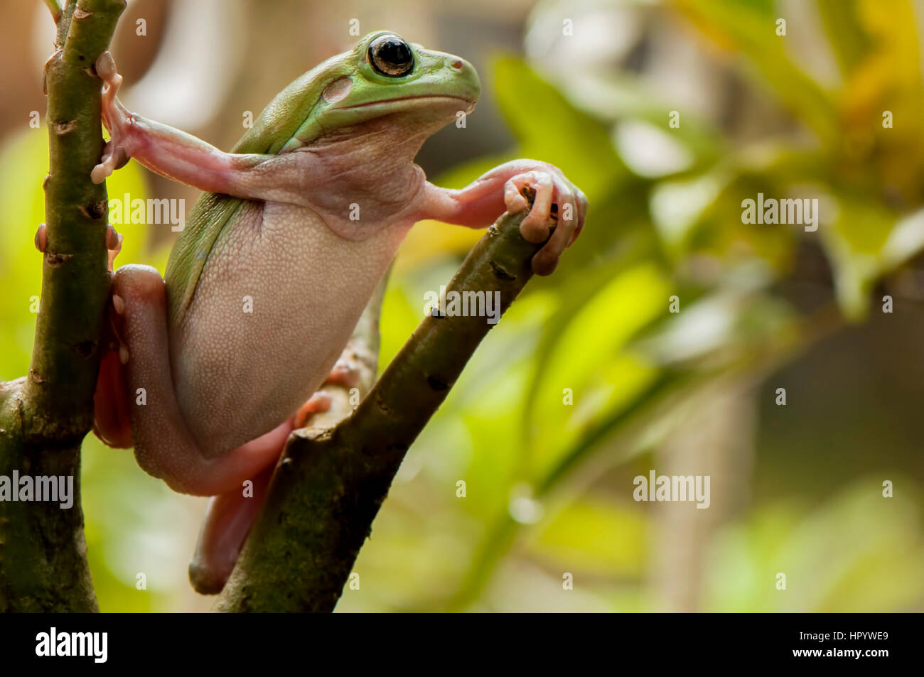 Rimanere sulla struttura ad albero Foto Stock