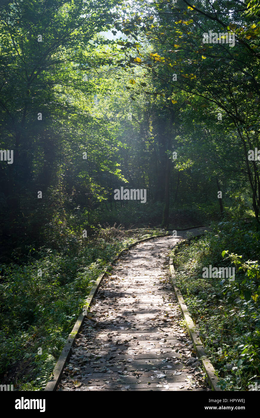 Passerella in legno lungo il fiume Derwent nella Vallata Forge boschi vicino a Scarborough, North Yorkshire. Una bella passeggiata circondato dal verde d'estate. Foto Stock