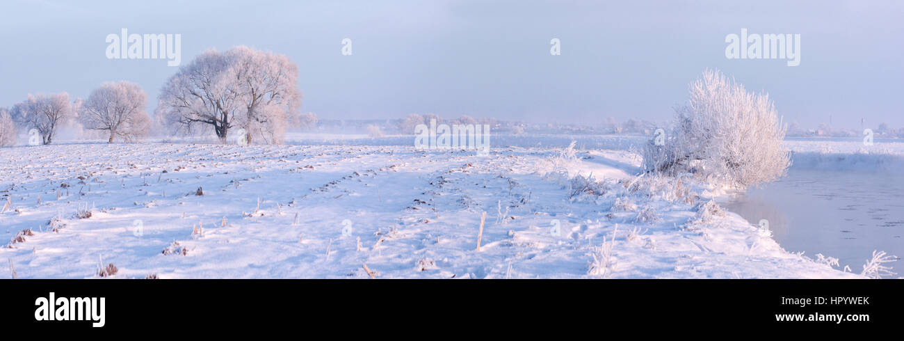 Inverno nevoso frosty mattina con il bianco della neve sul campo Foto Stock