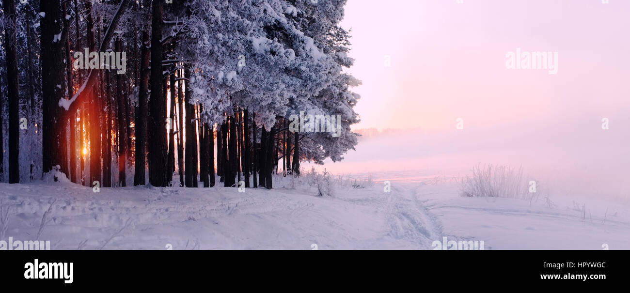 Forest coperte da neve bianca nella bella mattina di sole Foto Stock