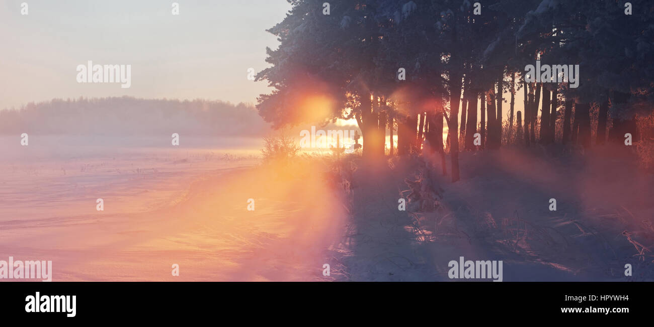 Colorata inverno mattina foresta coperta di neve Foto Stock