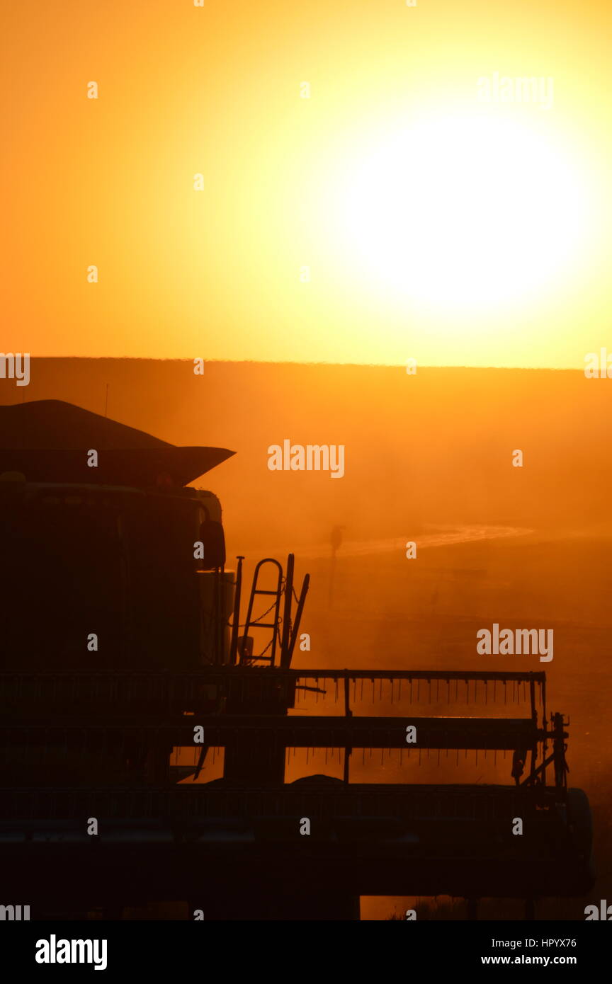 Raccolta del frumento Foto Stock