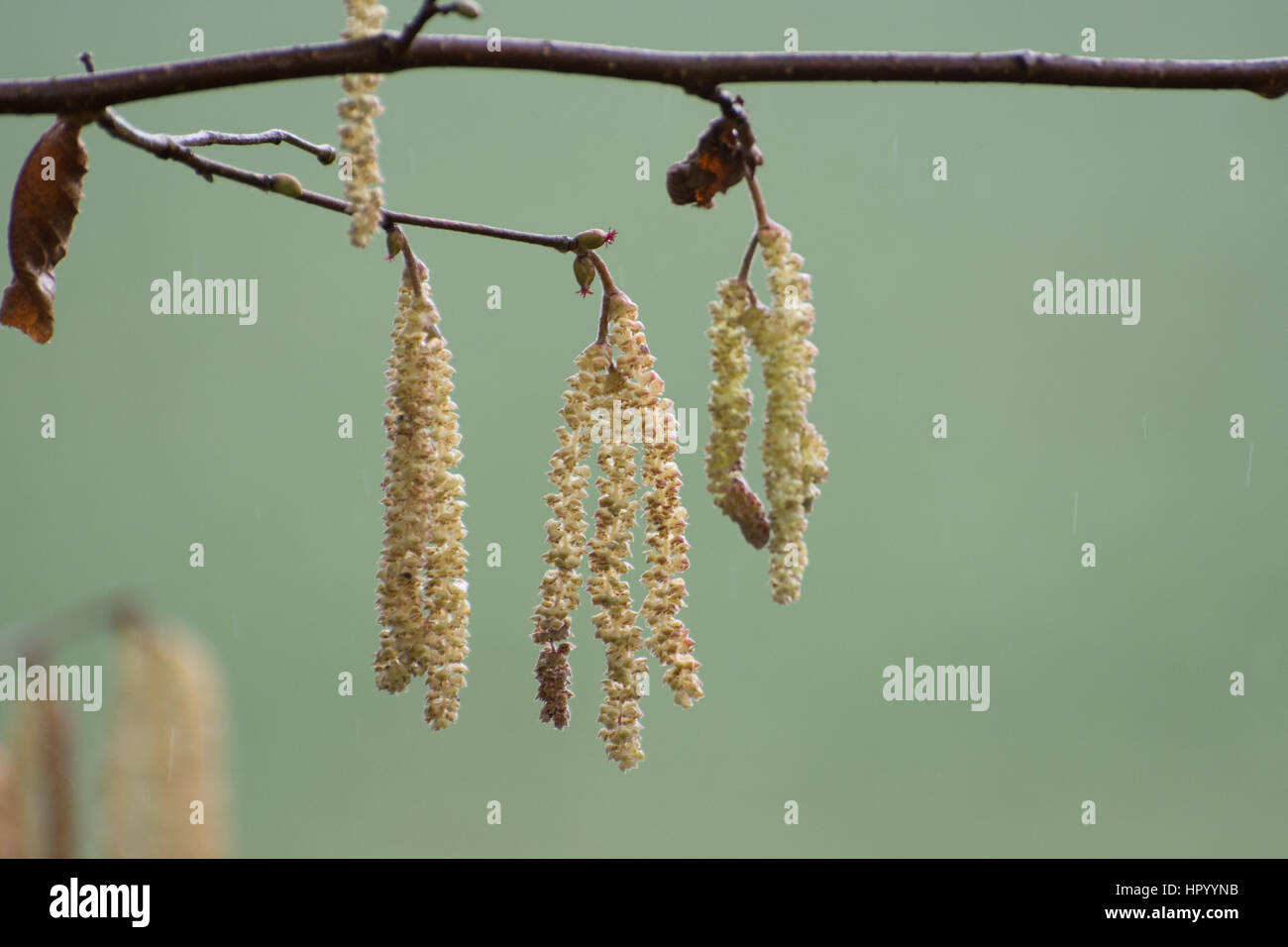 Nocciolo (Corylus avellana) Fiori e ramoscelli Foto Stock