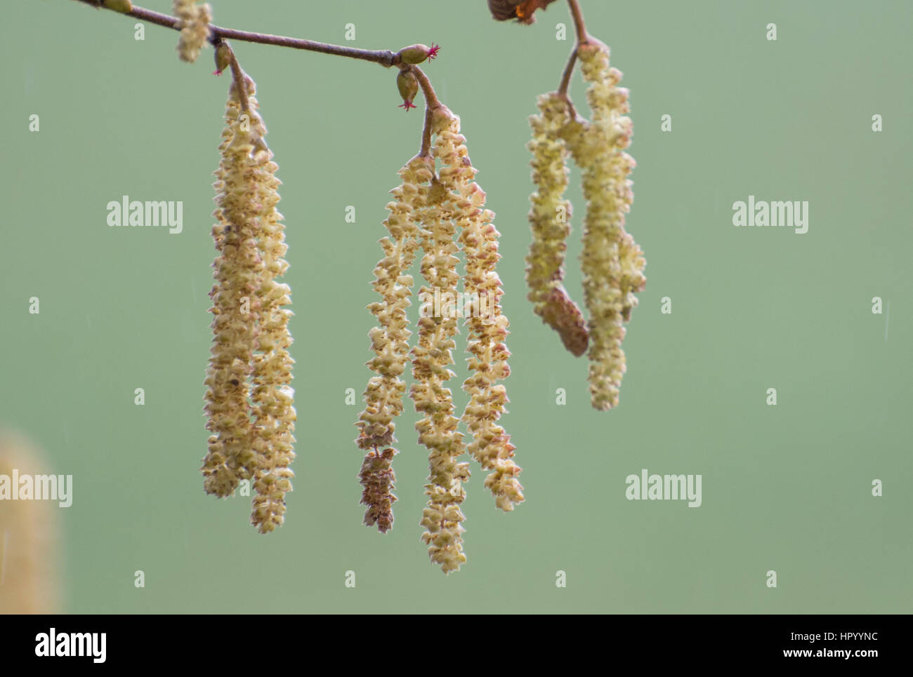 Nocciolo (Corylus avellana) Fiori e ramoscelli Foto Stock