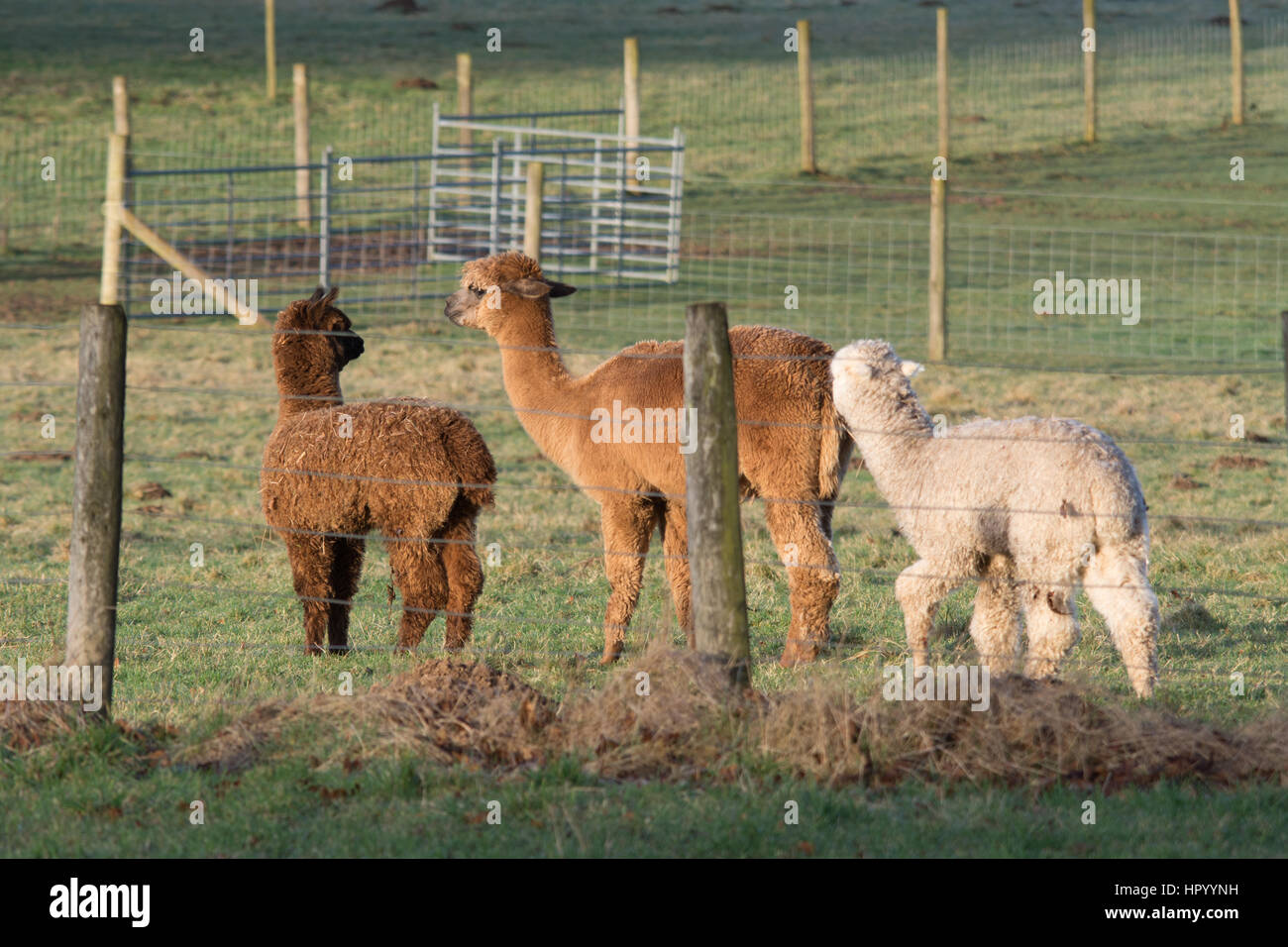 Alpaca in un campo (Vicugna pacos) Hampshire, Regno Unito Foto Stock