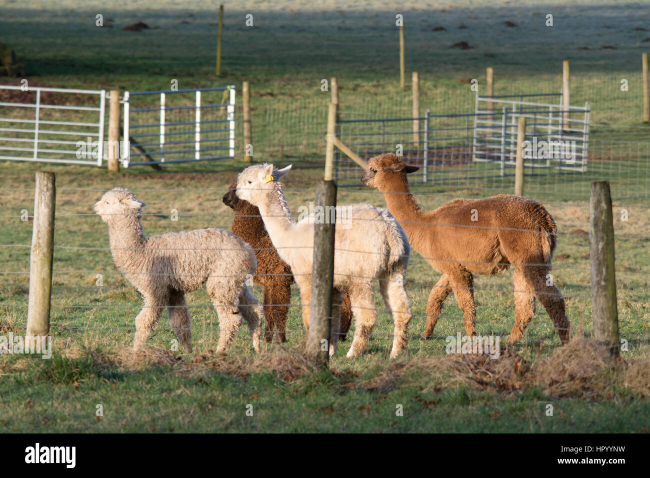 Alpaca in un campo (Vicugna pacos) Hampshire, Regno Unito Foto Stock