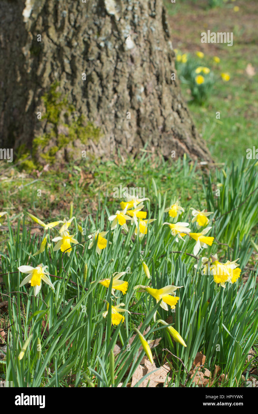 Giunchiglie (Narcissus) attorno al tronco di albero Foto Stock