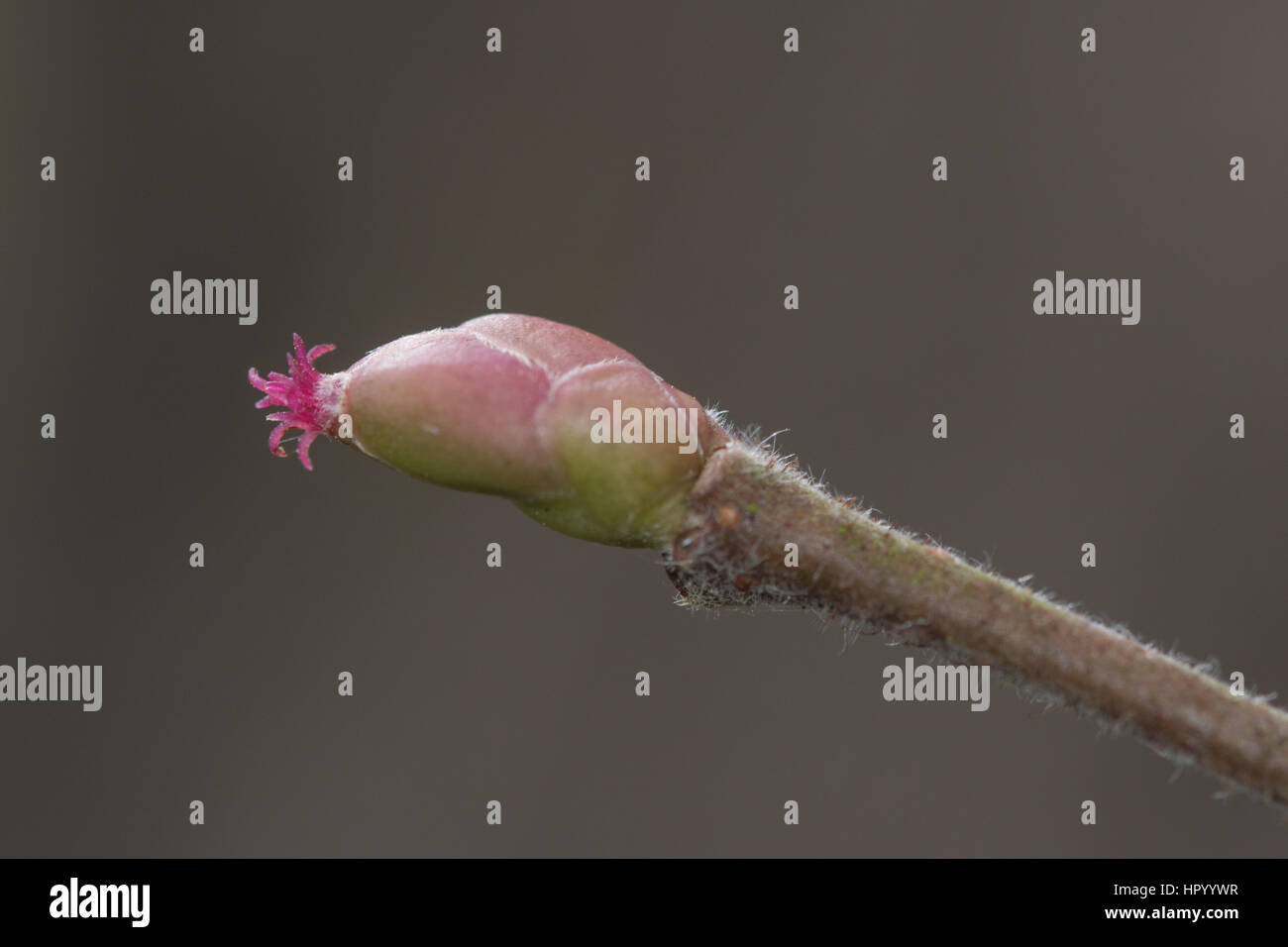 Close-up del nocciolo (Corylus avellana) Fiori Foto Stock