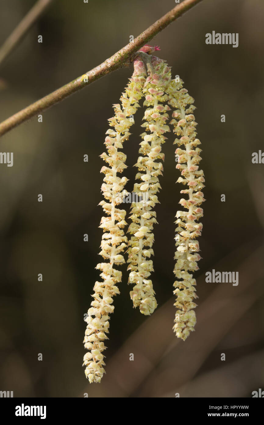 Nocciolo (Corylus avellana) Fiori e ramoscelli Foto Stock