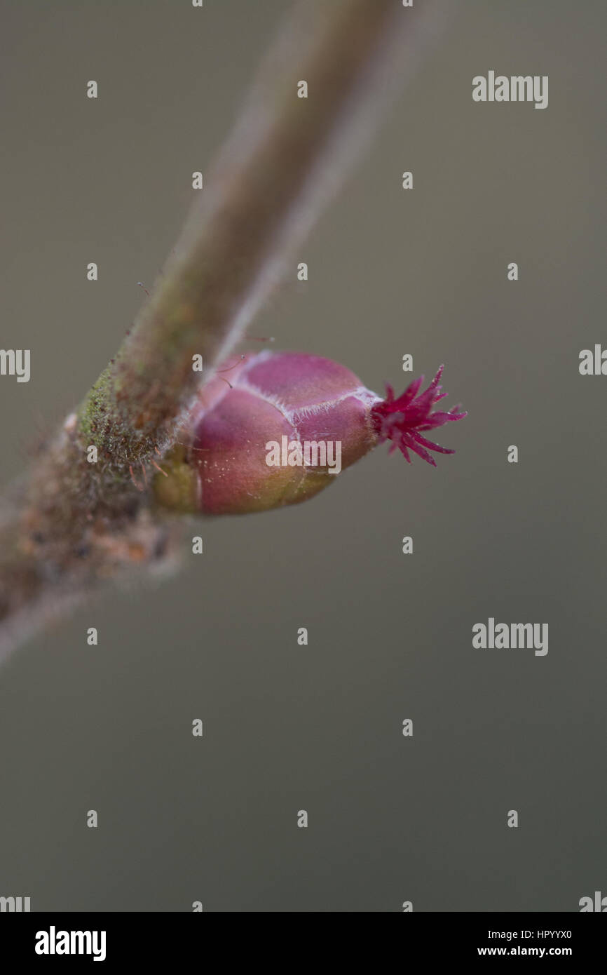 Close-up del nocciolo (Corylus avellana) Fiori Foto Stock