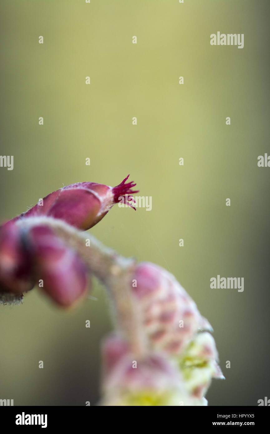 Nocciolo (Corylus avellana) Fiori e ramoscelli Foto Stock