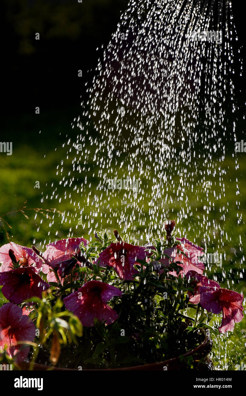 Irrigazione fiori di petunia Foto Stock