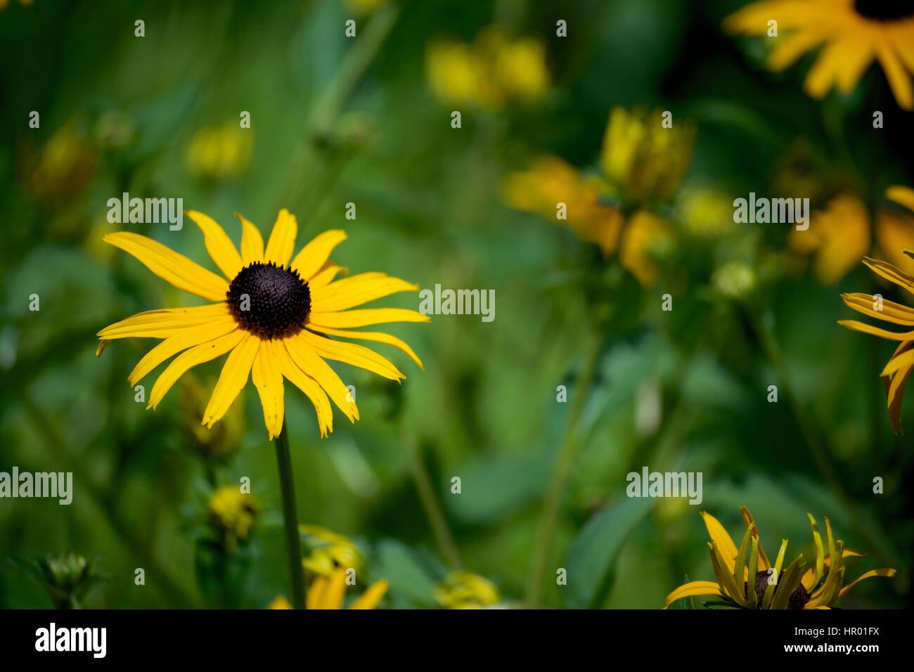 Giardino delle margherite di colore giallo Foto Stock