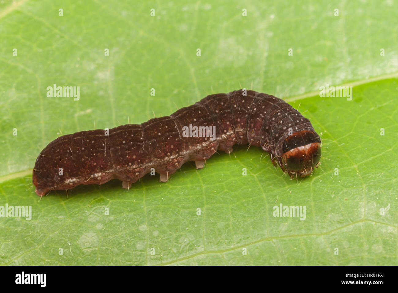 A dentatura diritta Sallow (Eupsilia vinulenta) caterpillar (larva) Foto Stock