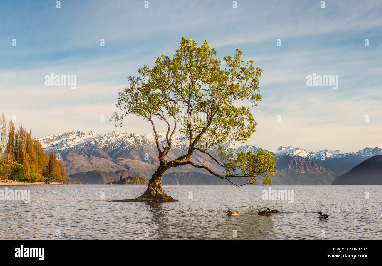 Unico albero in piedi in acqua, il Wanaka Tree, il lago Wanaka, Roys Bay, Otago Southland, Nuova Zelanda Foto Stock
