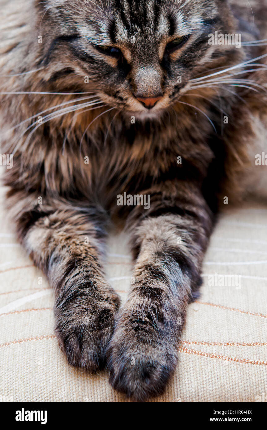 Incrocio domestico cat Foto Stock