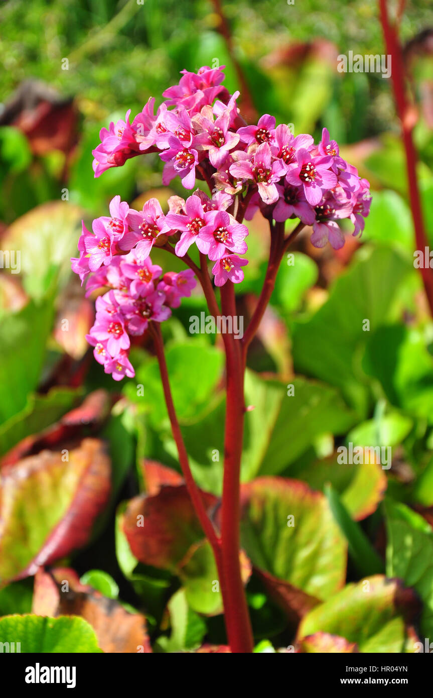Centro-foglia (bergenia Bergenia cordifolia) Foto Stock