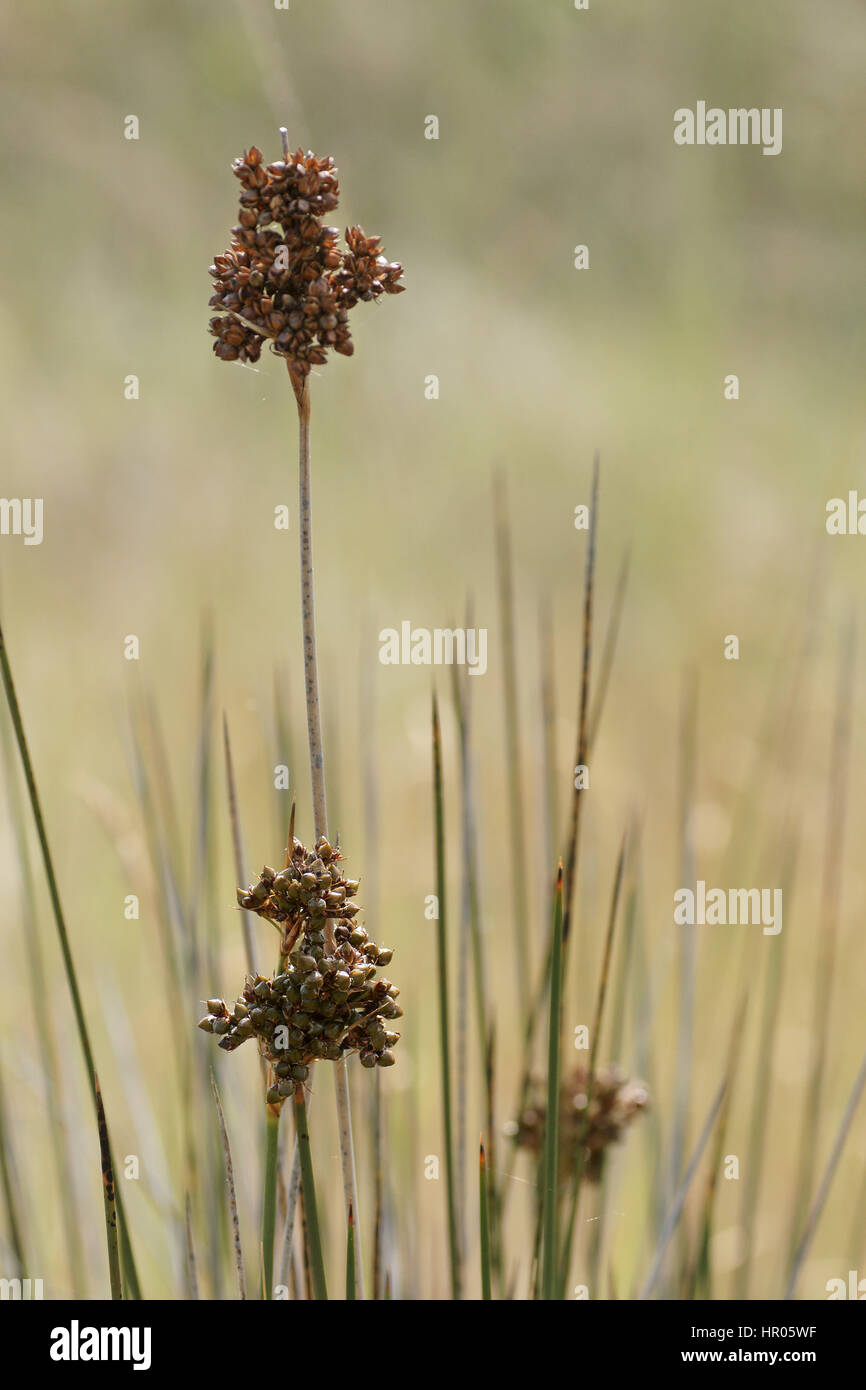 Juncus acutus Foto Stock