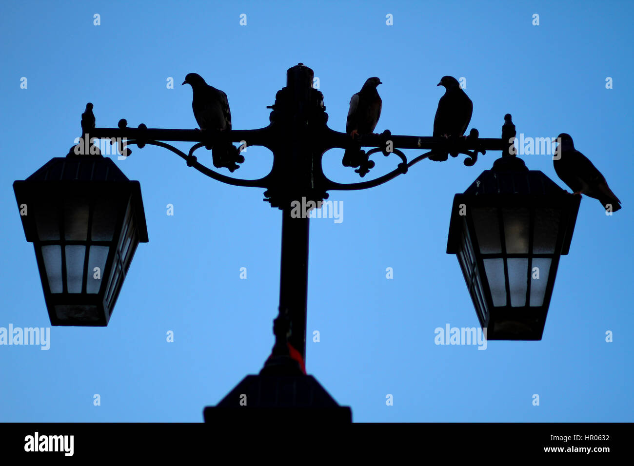 Ombra di uccelli sul lampione palo con sfondo timido Foto Stock