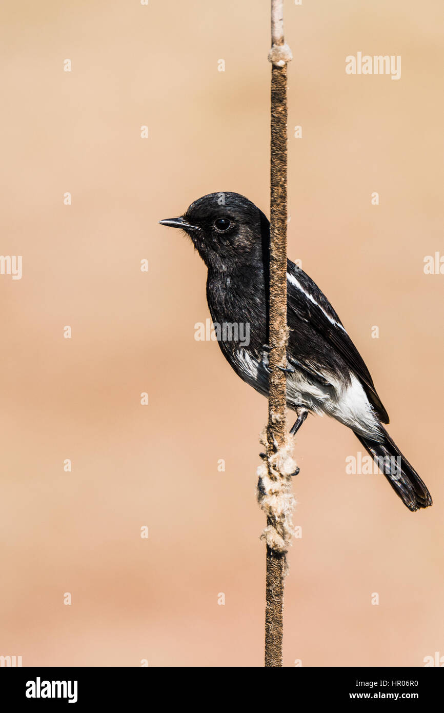 Pied Bushchat appollaiato su uno stelo in background isolato Foto Stock