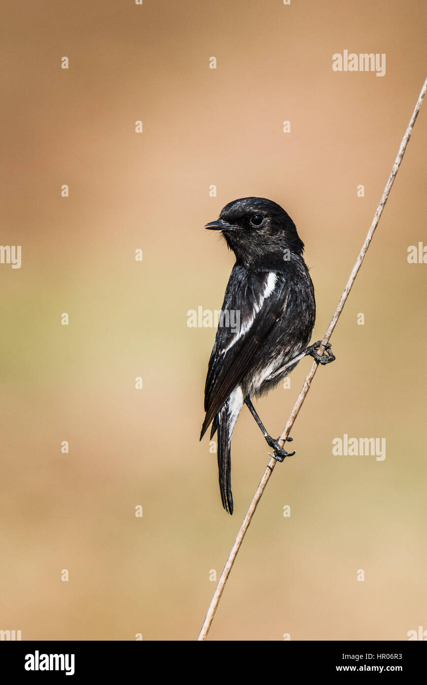 Pied Bushchat appollaiato su uno stelo in background isolato Foto Stock