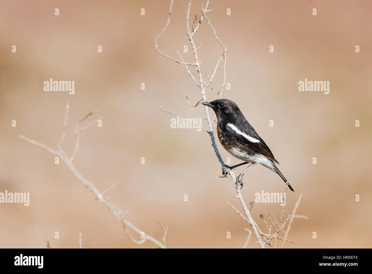 Pied Bushchat appollaiato su uno stelo in background isolato Foto Stock