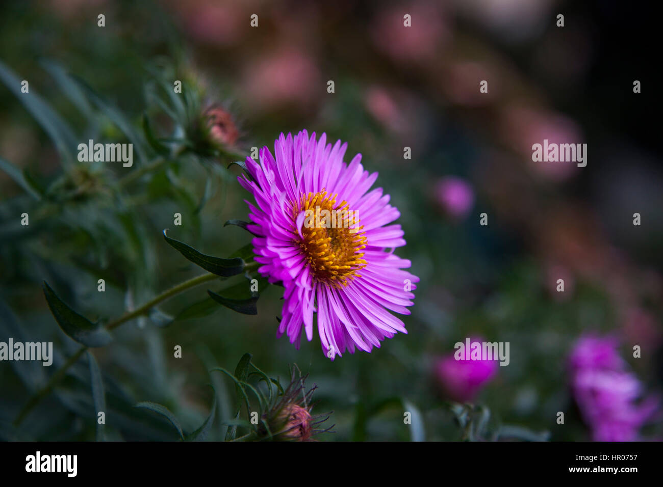 Aster in lilla (Asteraceae) sfondo boke Foto Stock