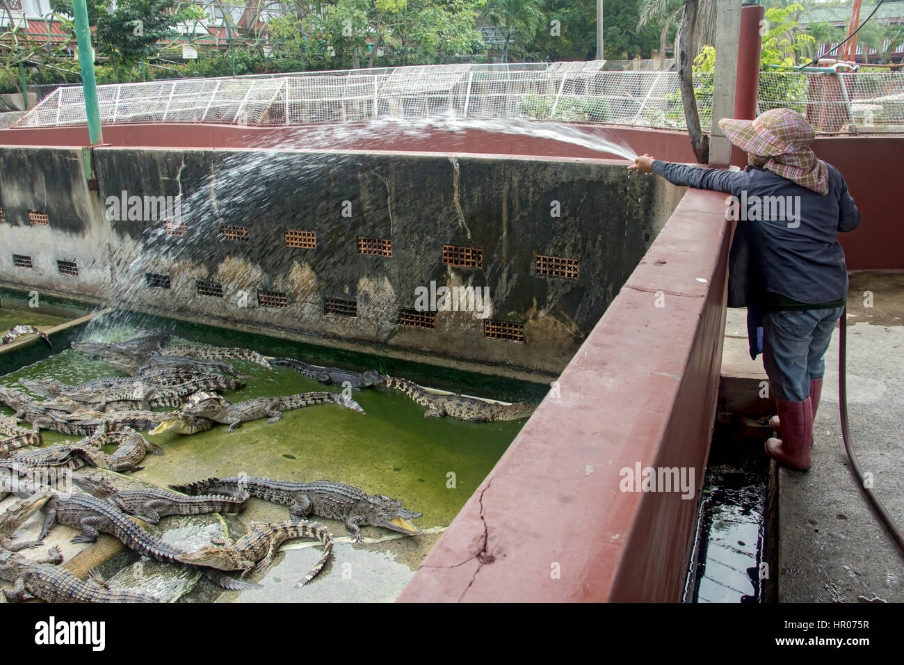 Donna schizza acqua nel serbatoio coccodrilli nel giardino zoologico, Crocodile Farm Samut Prakan Foto Stock