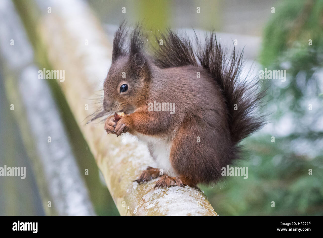 Lo scoiattolo rosso o rosso eurasiatico scoiattolo (Sciurus vulgaris) alimentazione. Close-up su un post nella neve. Foto Stock