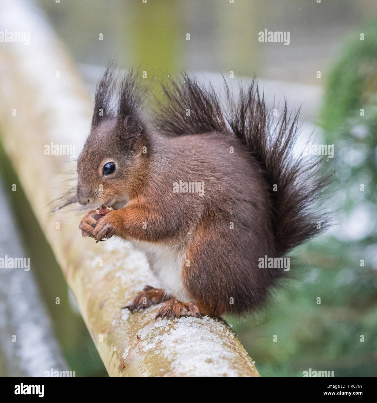 Lo scoiattolo rosso o rosso eurasiatico scoiattolo (Sciurus vulgaris) alimentazione. Close-up su un post nella neve. Foto Stock