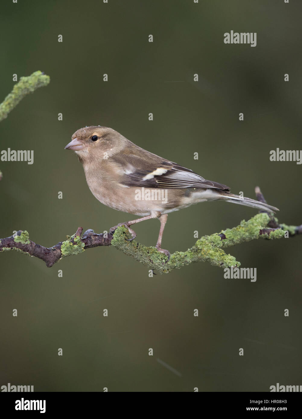 Femmina (fringuello Fingilla coelebs) lichene sul ramo coperti, Shropshire frontiere, l'inverno,2017 Foto Stock