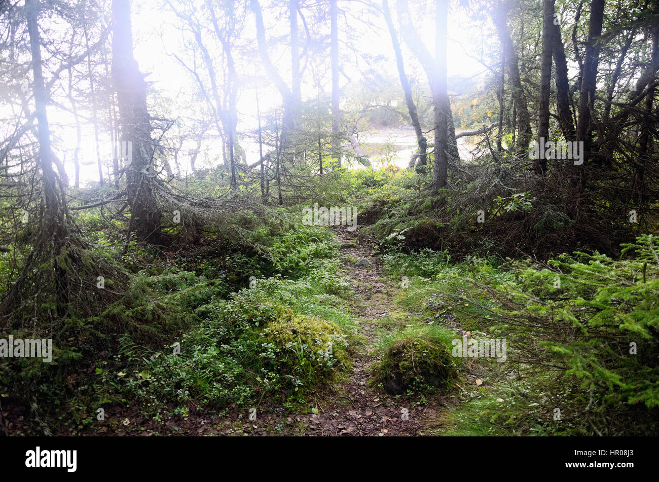 Foresta settentrionale sentiero del bosco a un luogo aperto illuminato dalla luce Foto Stock