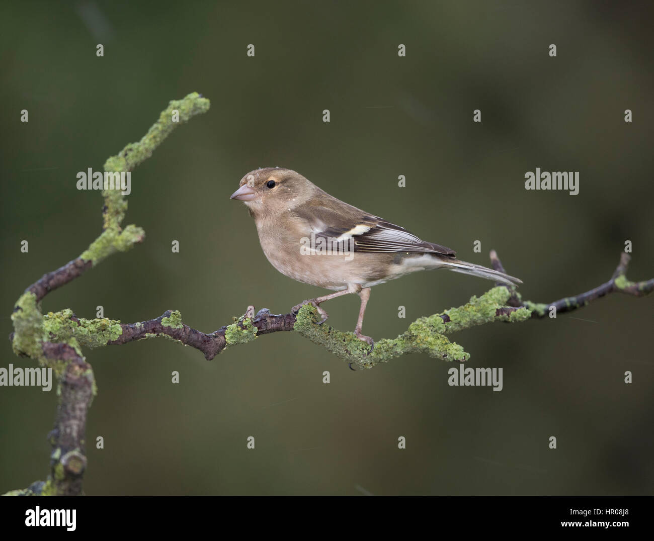 Fringuello su lichene ramo coperti, Shropshire frontiere, l'inverno,2017 Foto Stock