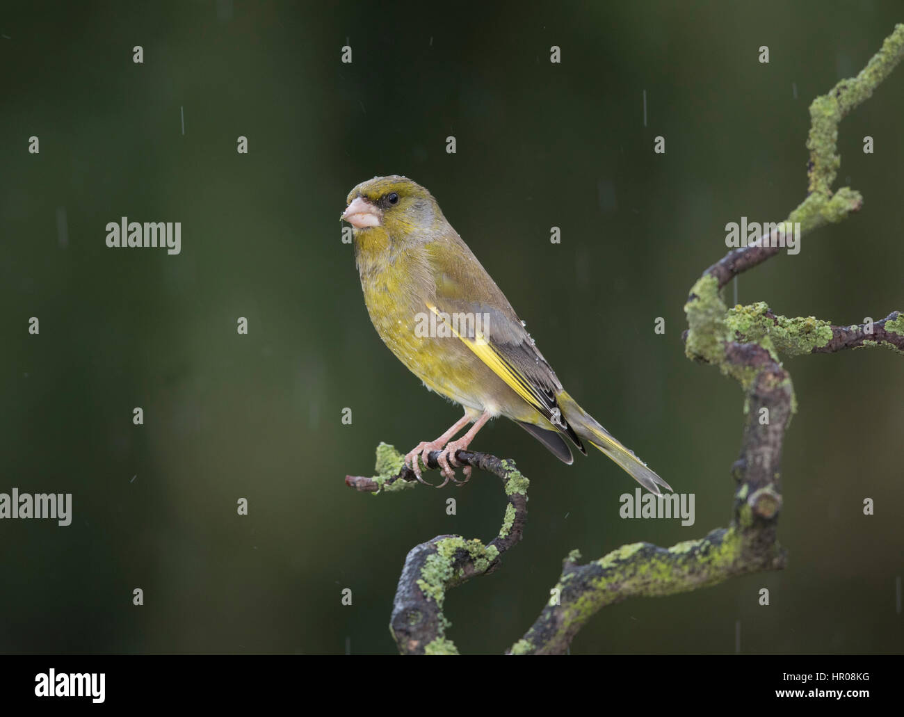 Verdone (Carduelis chloris) nella pioggia, su un lichene ramo coperto, l'inverno,2017, Gallese/Shropshire confini Foto Stock