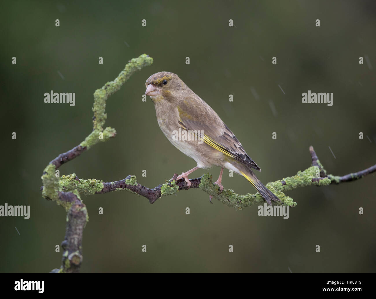 Verdone (Carduelis chloris) femmina su un lichene ramo coperto, sotto la pioggia, l'inverno,2017,uk Foto Stock