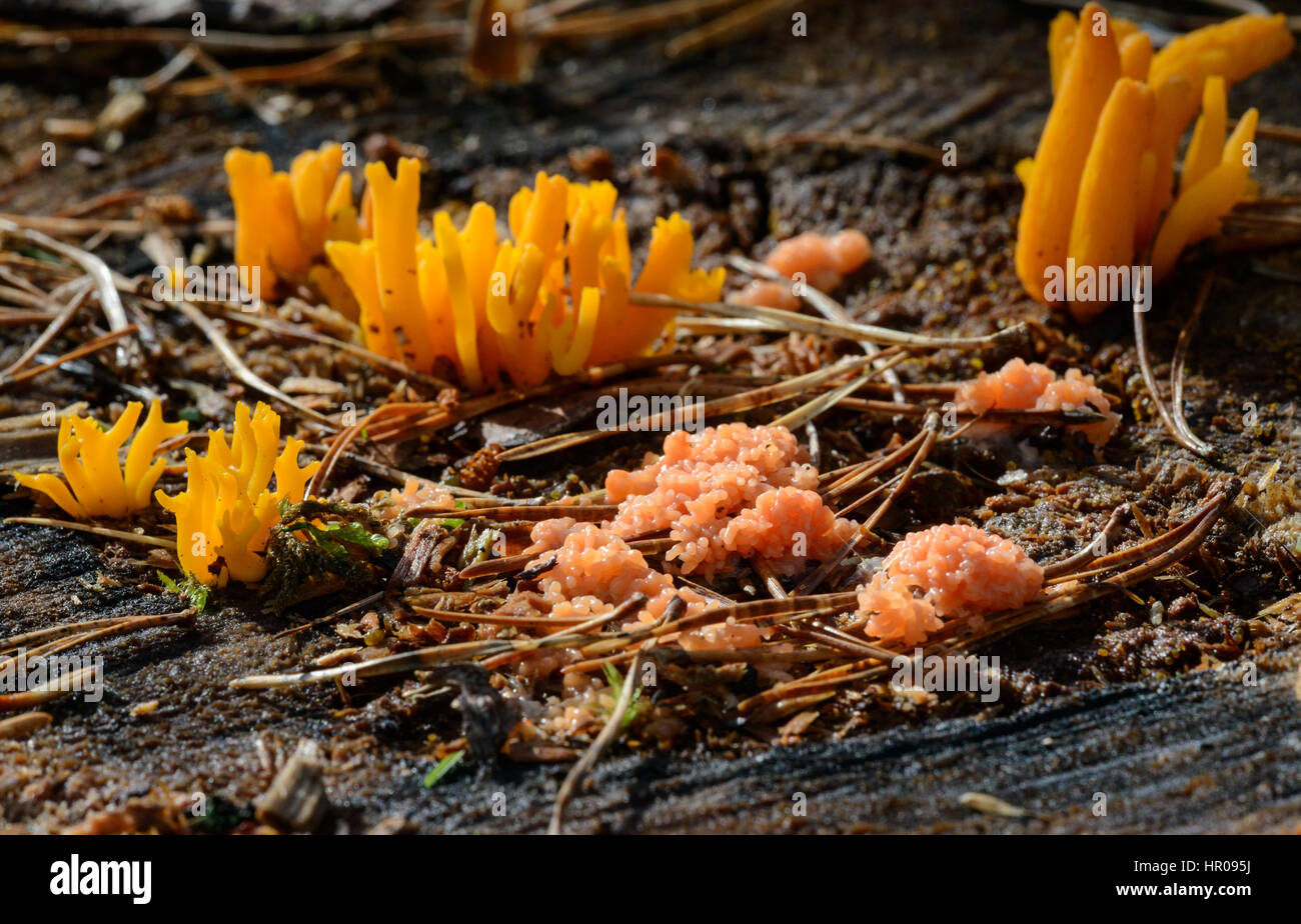 Giallo (Stagshorn Calocera viscosa) funghi e muffa di fango(Tubulifera arachnoidea) Foto Stock