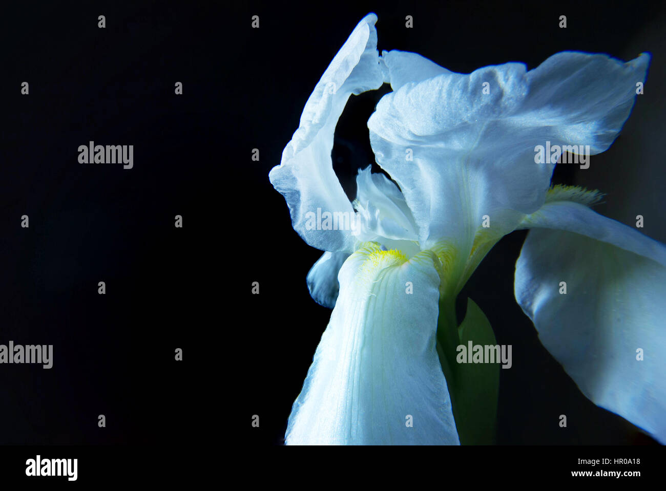 Giglio Bianco con sfondo nero Foto Stock